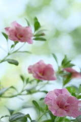 Fototapeta premium Small pink flowers and green leaves on a bush