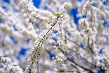 Cherry blossom branch in the garden in spring
