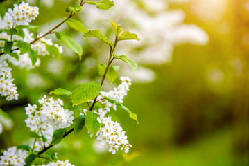 Bird cherry branches in the garden in spring
