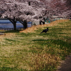 crow on the grass