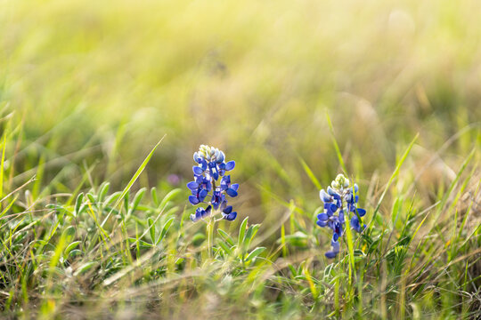 blue bonnet flower 1