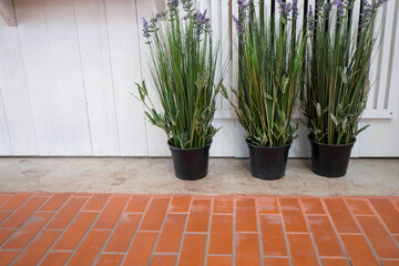Red brick floor with Artificial lavender flowers in the flowerpot to decorated in the building with white wood wall background.