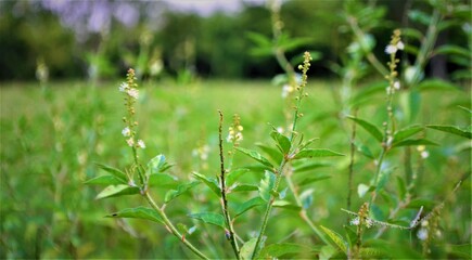 Leaves wet in the rain. Rainy day and a chill breeze.