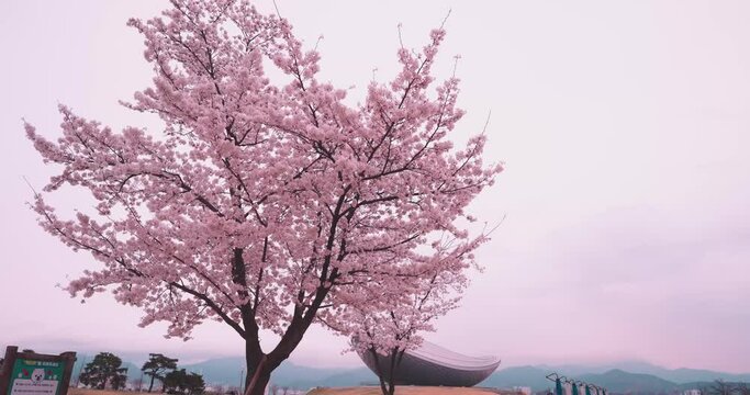 A video of cherry blossoms in front of a beautiful building in Korea.
located at the ark 
