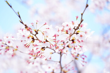 公園に咲く桜の花