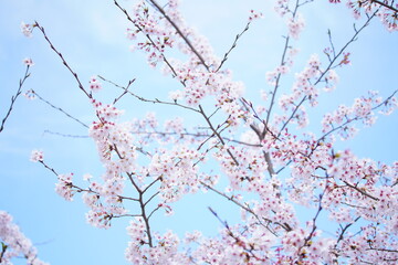 公園に咲く桜の花