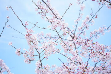 公園に咲く桜の花
