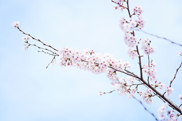 公園に咲く桜の花