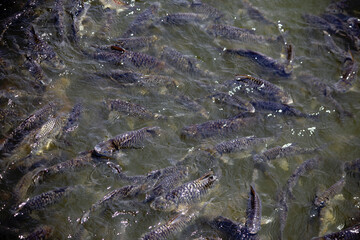 Feeding of freshwater fish raised in ponds
