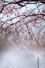 公園に咲く桜の花