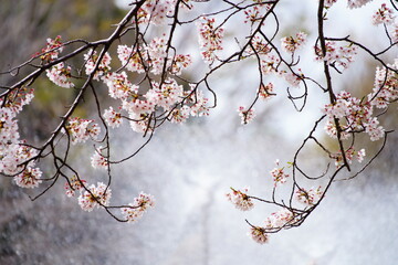 公園に咲く桜の花