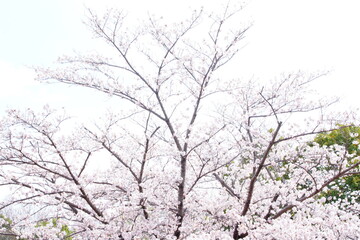 Fototapeta na wymiar 公園に咲く桜の花