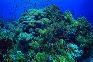 coral reef background, underwater marine life ecosystem ocean sea