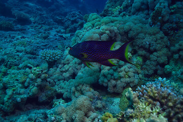 Fototapeta premium coral reef background, underwater marine life ecosystem ocean sea