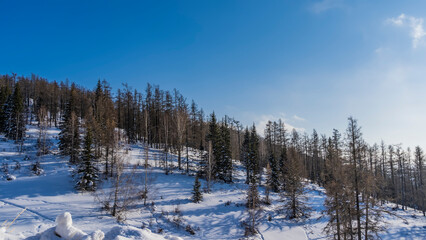 Mixed coniferous-deciduous forest grows on a snow-covered hillside. Footprints in snowdrifts. Clear blue sky. Copy space. Altai