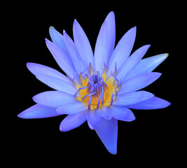 white lotus flower