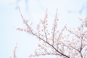 公園に咲く桜の花