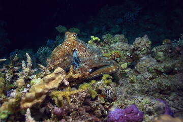 Naklejka na ściany i meble octopus in the sea underwater photo on the reef