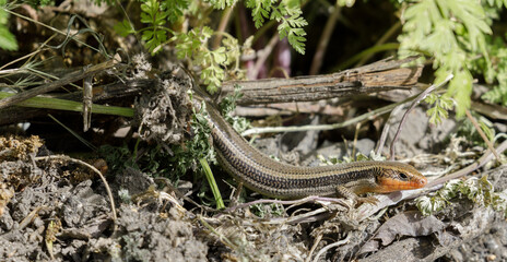 Skilton's Skink adult breeding. Alum Rock Park, Santa Clara County, California, USA.