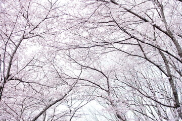 船橋のピンクの桜