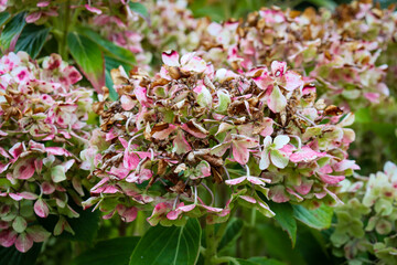 selective focus close up of pink and white petals on old hydrangea bloom
