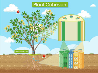 Diagram showing plant cohesion