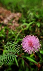 pink wild flower in the park