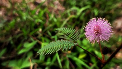 pink wild flower in the park