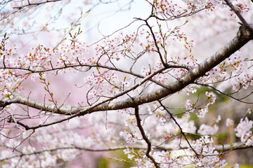 船橋のピンクの桜