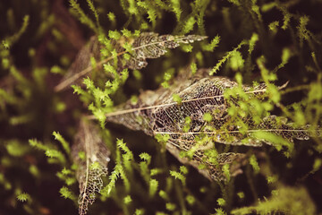 leaf skeleton in moss 