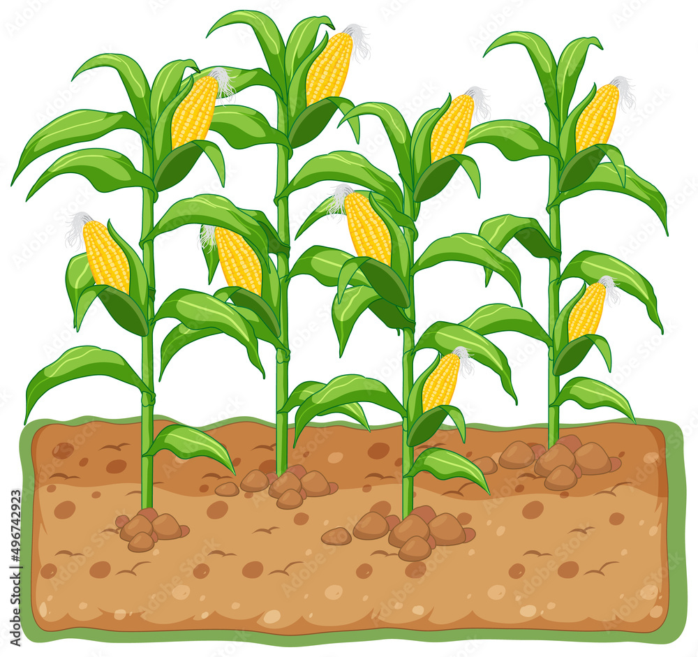 Sticker corn plant growing with soil cartoon