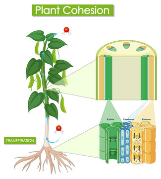 Diagram showing plant cohesion