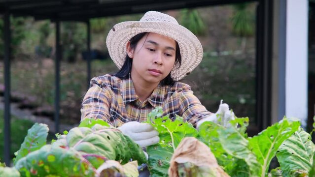 Happy woman gardener caring for nutritious Swiss chard vegetables that grow in the fields ready for harvest.