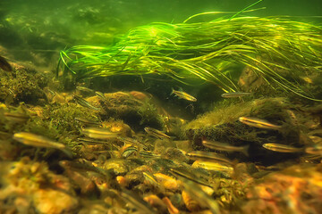 green algae underwater in the river landscape riverscape, ecology nature