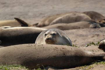 Fototapeta premium Juvenile Elephant seals on the beach