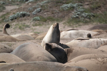Juvenile Elephant seals on the beach