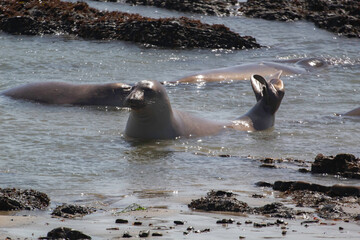 Naklejka premium Juvenile Elephant seals on the beach