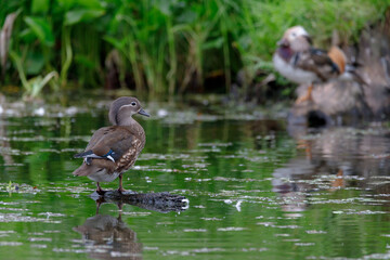 Red Data Book mandarin ducks in the wild. Beautiful bright ducks swim in the pond. Mandarin duck chicks.