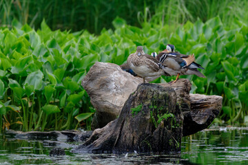 Red Data Book mandarin ducks in the wild. Beautiful bright ducks swim in the pond. Mandarin duck chicks.