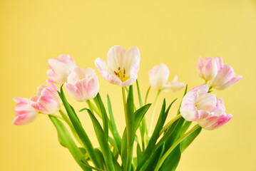 Tulip flowers bouquet on yellow background, Hello spring, Woman and Mother Day concept