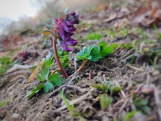 purple crocus flowers