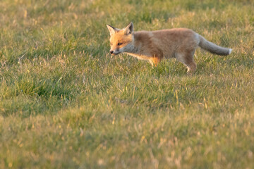 fox cub hunting