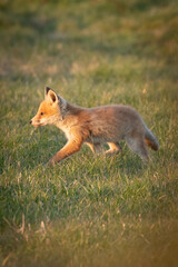 red fox cub