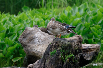 Red Data Book mandarin ducks in the wild. Beautiful bright ducks swim in the pond. Mandarin duck chicks.