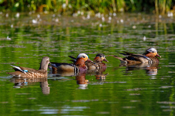 Red Data Book mandarin ducks in the wild. Beautiful bright ducks swim in the pond. Mandarin duck...