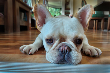 French bulldog is crouching on the floor in the living room.