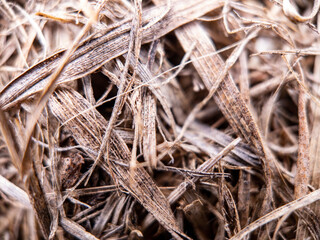 Fototapeta na wymiar Close up of dead grass