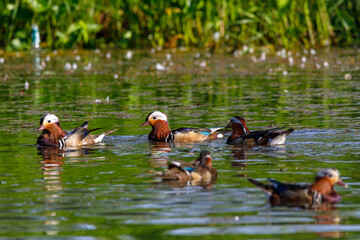 Red Data Book mandarin ducks in the wild. Beautiful bright ducks swim in the pond. Mandarin duck chicks.
