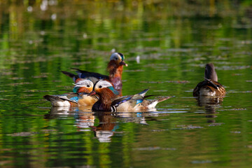 Red Data Book mandarin ducks in the wild. Beautiful bright ducks swim in the pond. Mandarin duck chicks.