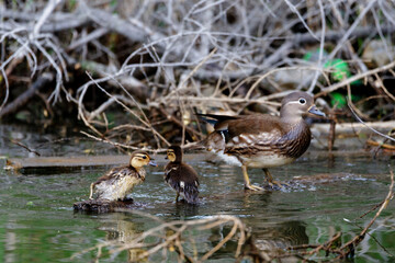 Red Data Book mandarin ducks in the wild. Beautiful bright ducks swim in the pond. Mandarin duck chicks.
